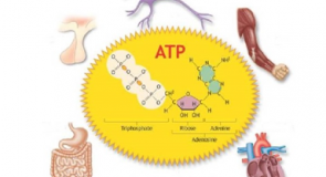 Vai trò của ATP- Adenosine Triphosphat trong cơ thể người bình thường